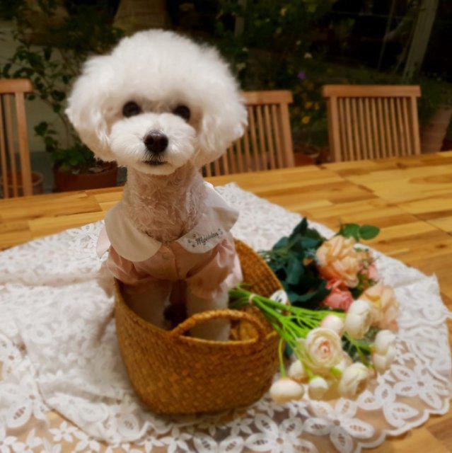 아양어멍 프로필