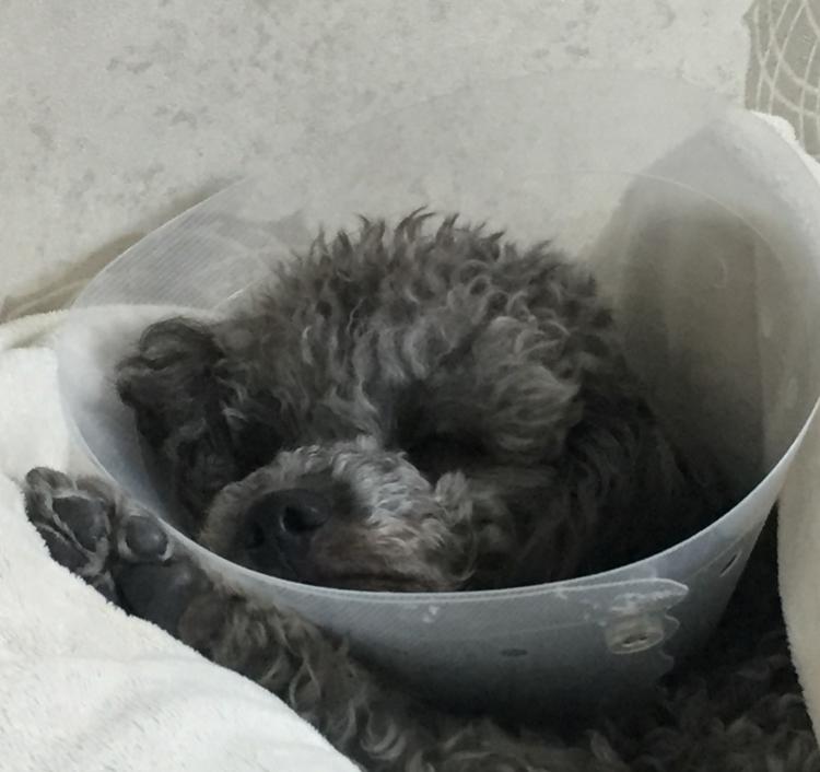 요정>< 프로필