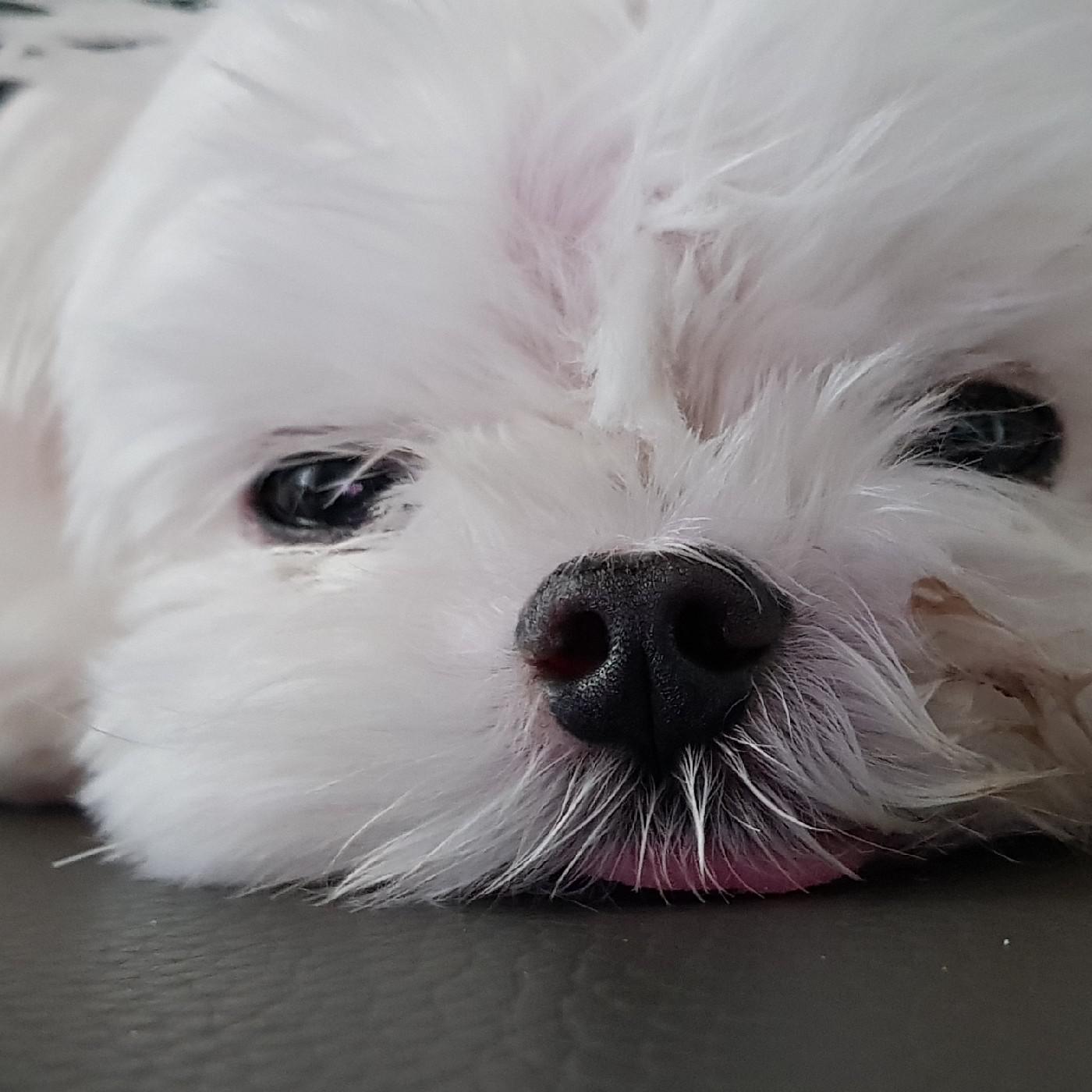 후추씨 프로필