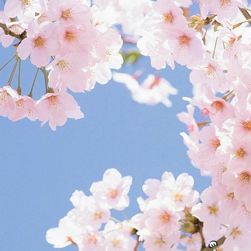 alrang 프로필