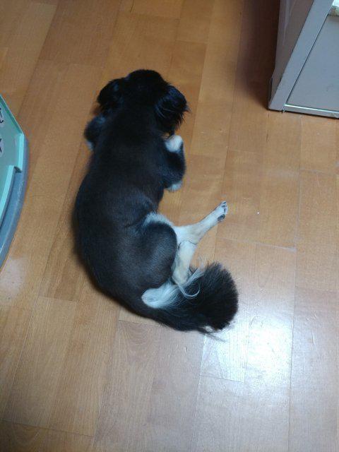 레몬젤리콩 프로필