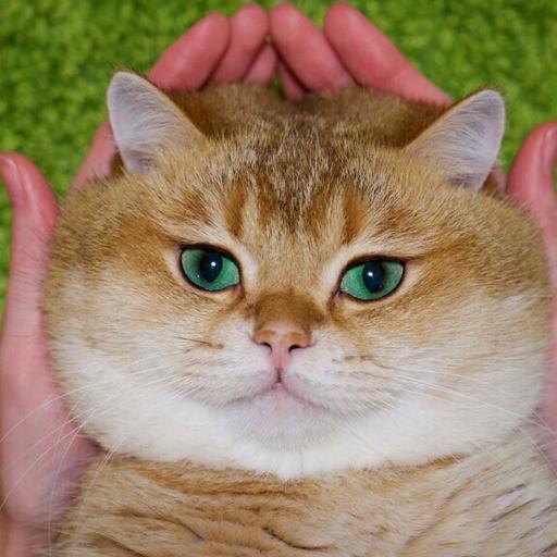 꼬뭉 프로필