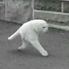 뿌뀨뿌뀨뀨 프로필
