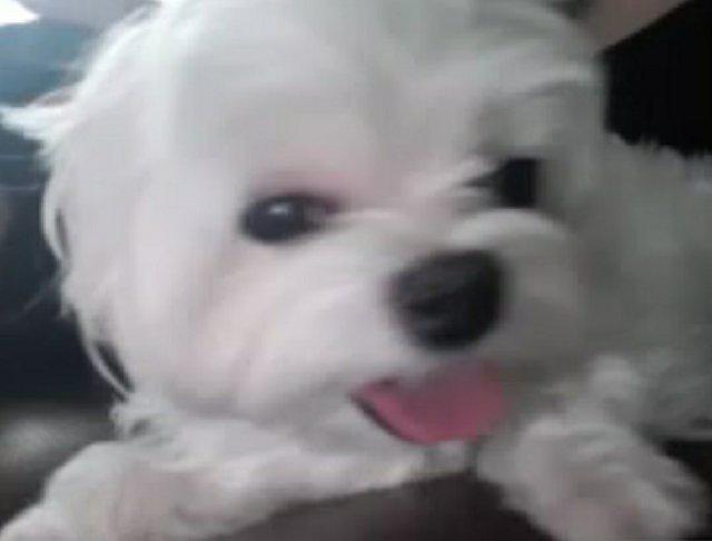 다베에오 프로필