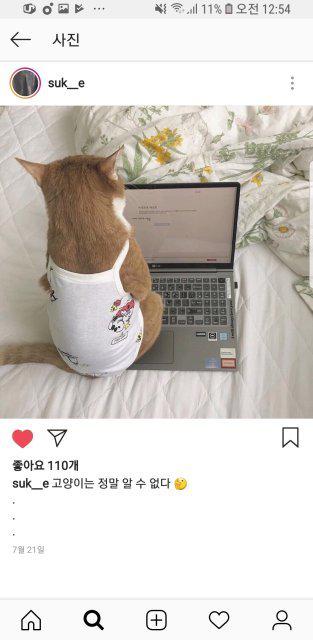 미미냥이 프로필