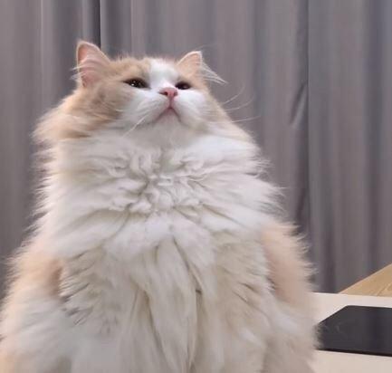 반달반곰 프로필