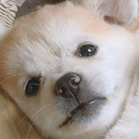 허니칩스 프로필