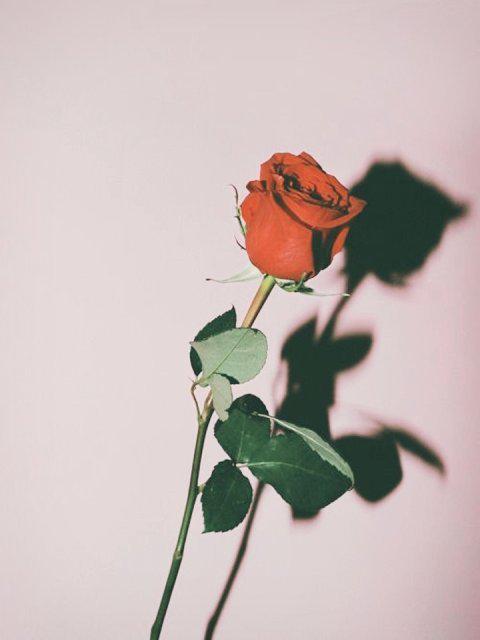 유쟈몽 프로필