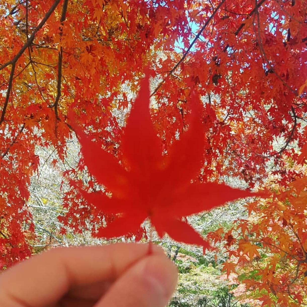 가자가자교 프로필