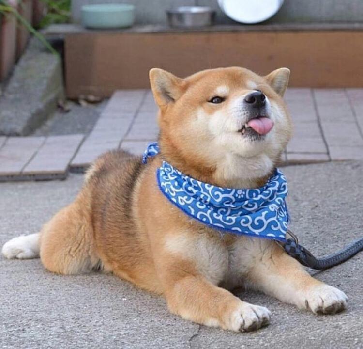 chaoaini 프로필