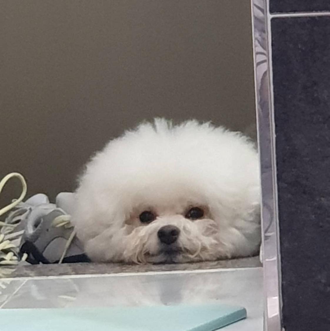 후후후유 프로필