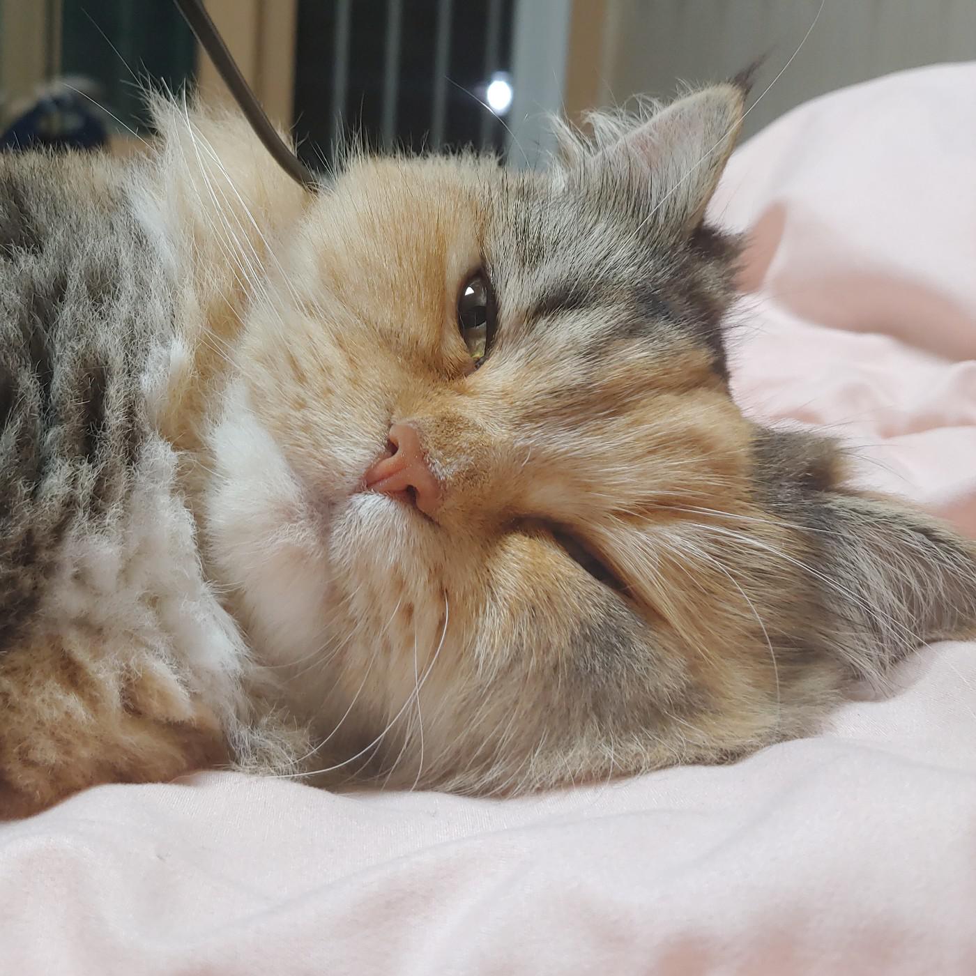 얄얄루우 프로필