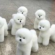 민트자스민