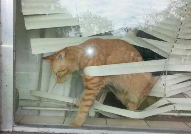 연주리아초이 프로필