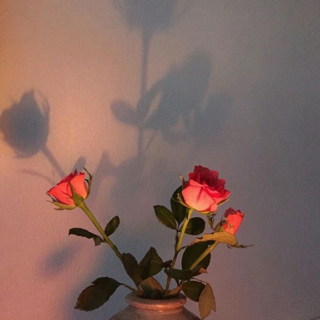 흩날리는살구꽃 프로필