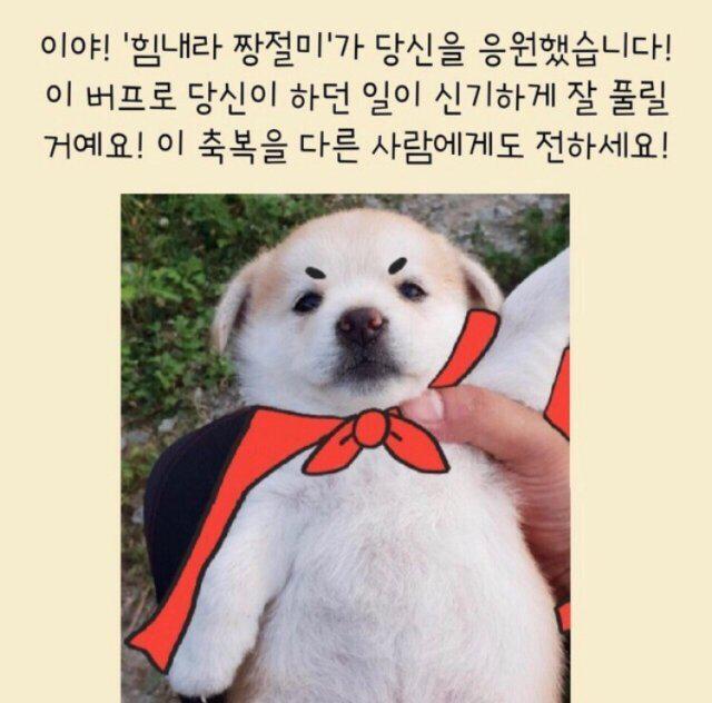 슈곰이 프로필