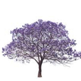 jacaranda