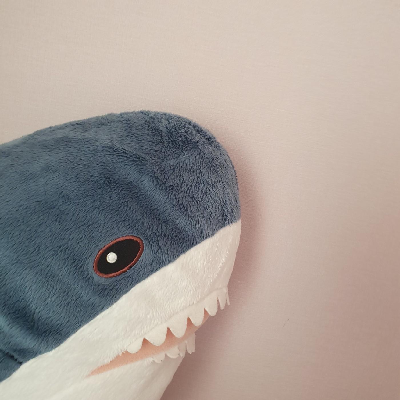 파란상어 프로필