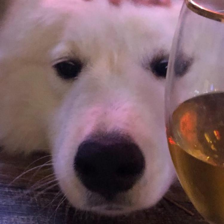 궁디팡팡팡팡 프로필