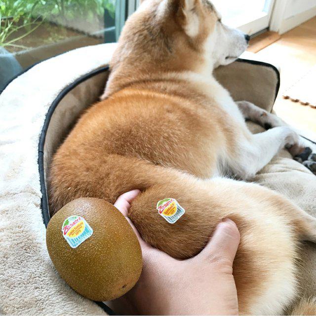 꼬냥냥 프로필