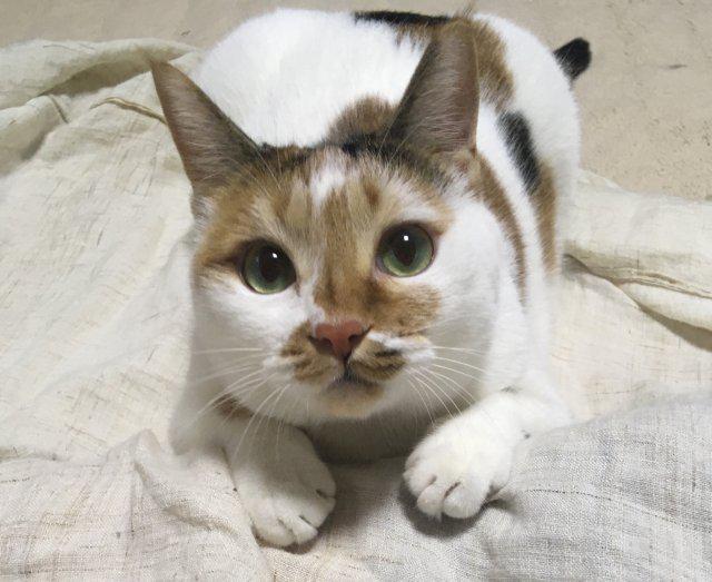 고피 프로필