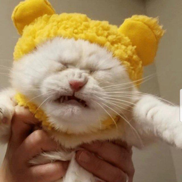 메리야아 프로필