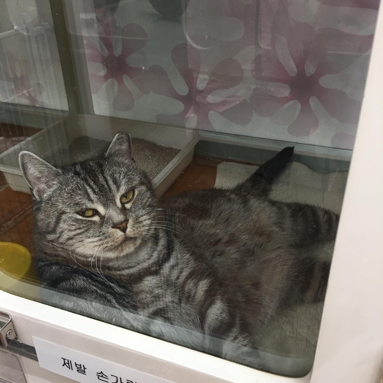 Anggimoti 프로필