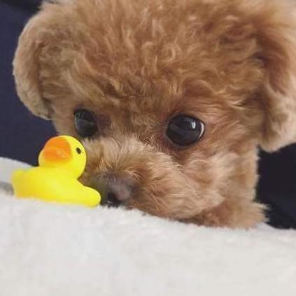애블리7255 프로필