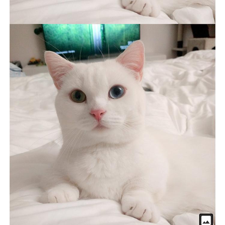 페코뽀짝 프로필