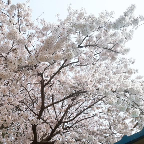 보라해_ 프로필