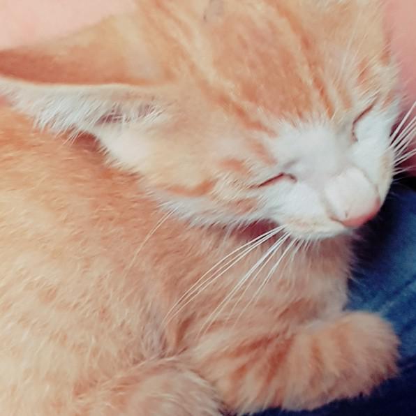 예두 프로필