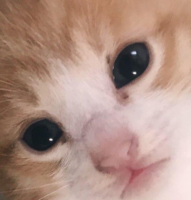 퐁쉐이크 프로필