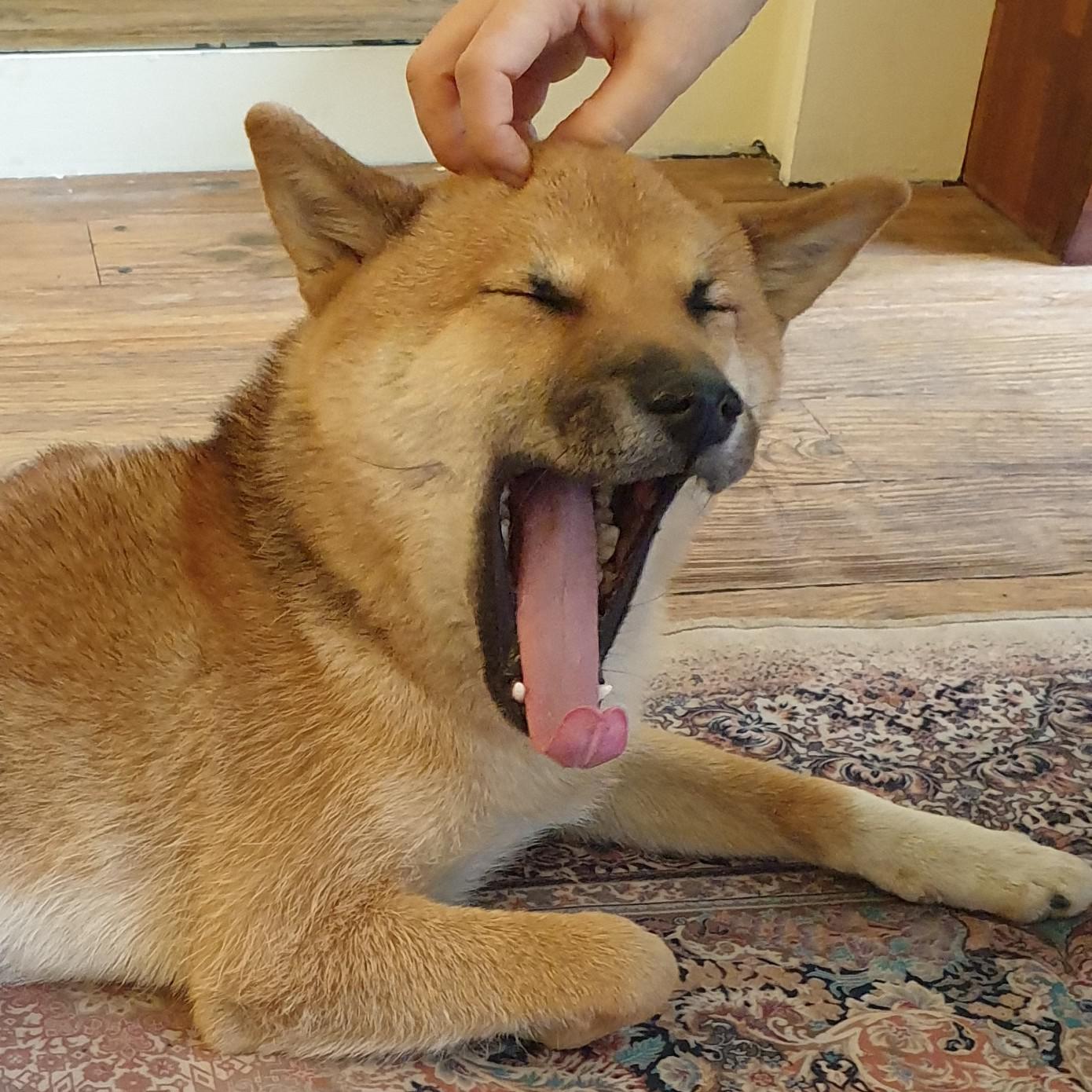 캐복치 프로필