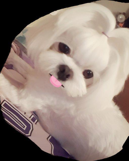 지랄이 프로필