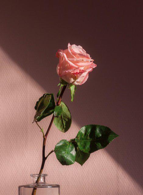 똔또우키 프로필