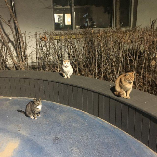 오렌지맛딸기 프로필