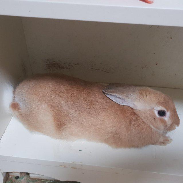 예삐레오 프로필