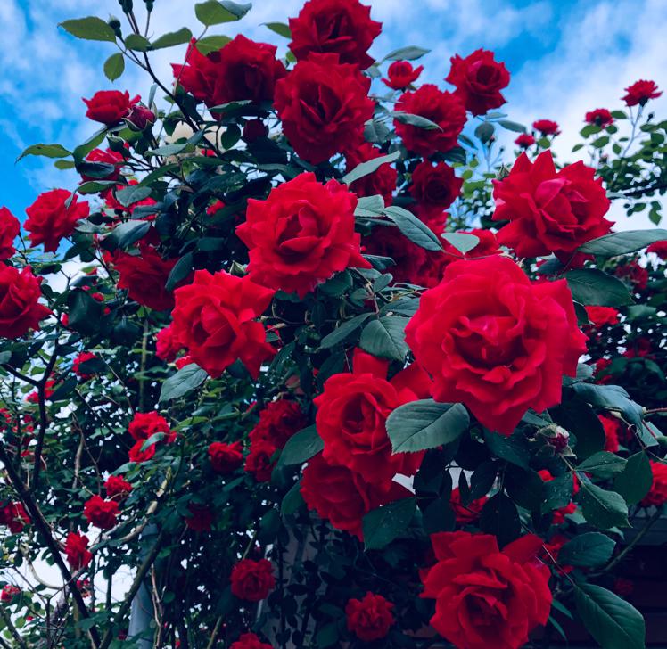 wannalove 프로필