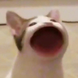 푸르뎅구