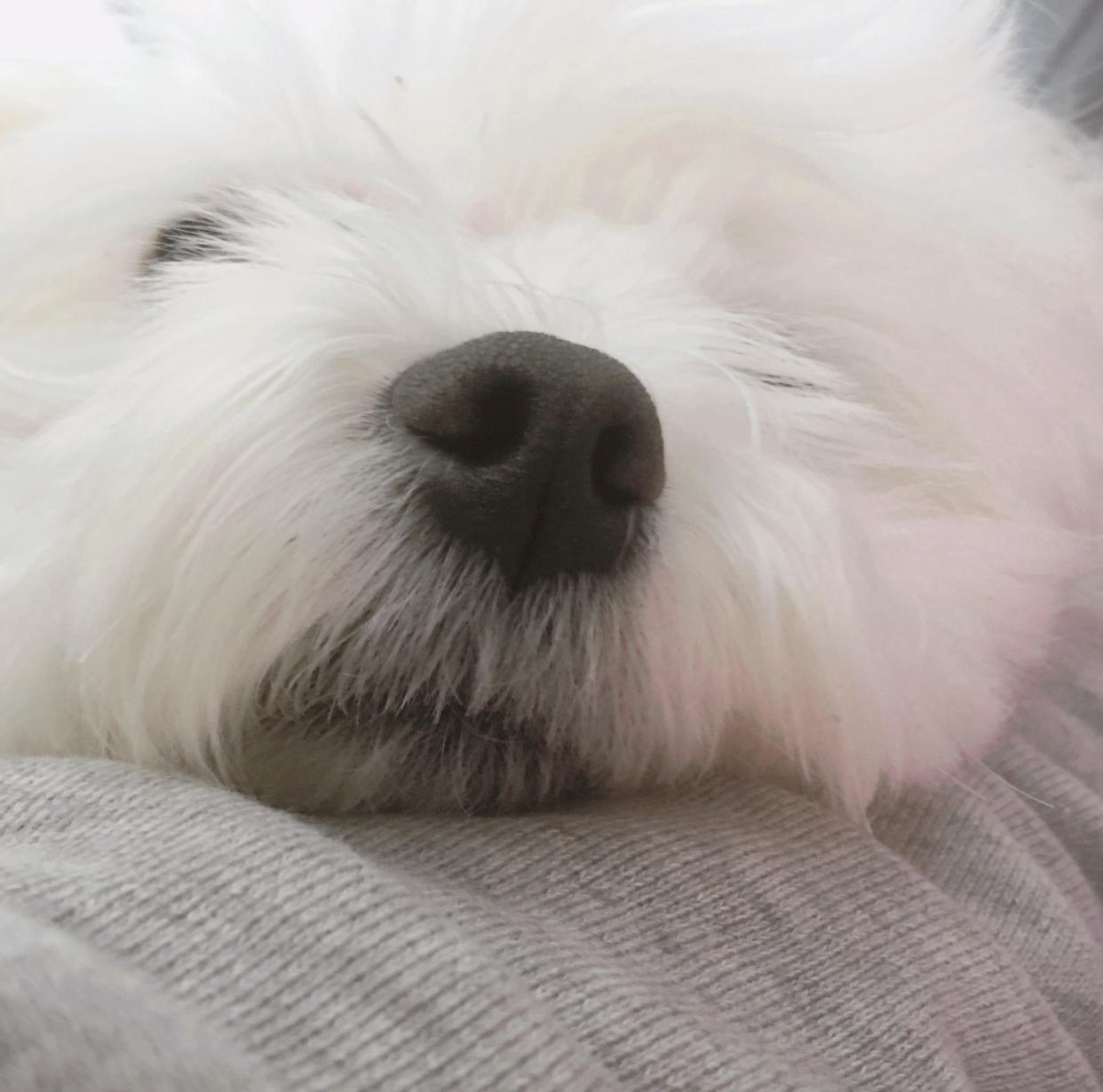 영공쥬님 프로필