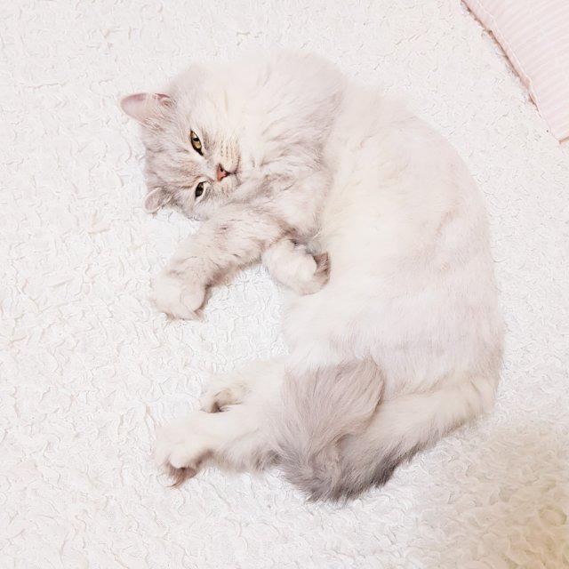 덴데니 프로필