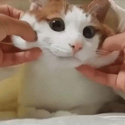 땡지이 프로필