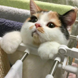 고란이9