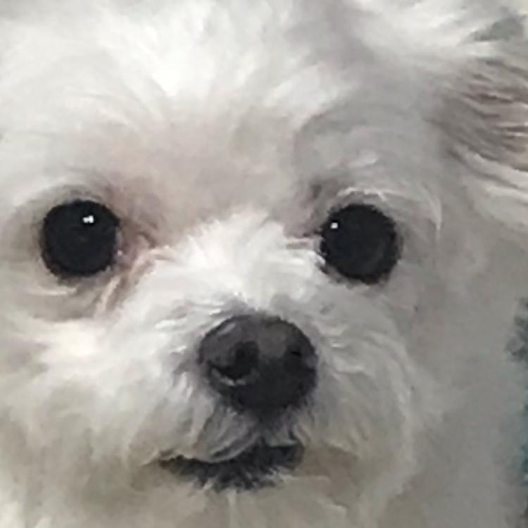 오메코 프로필