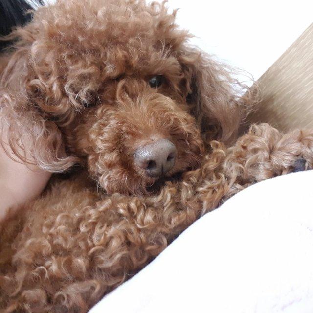 휘령공주 프로필