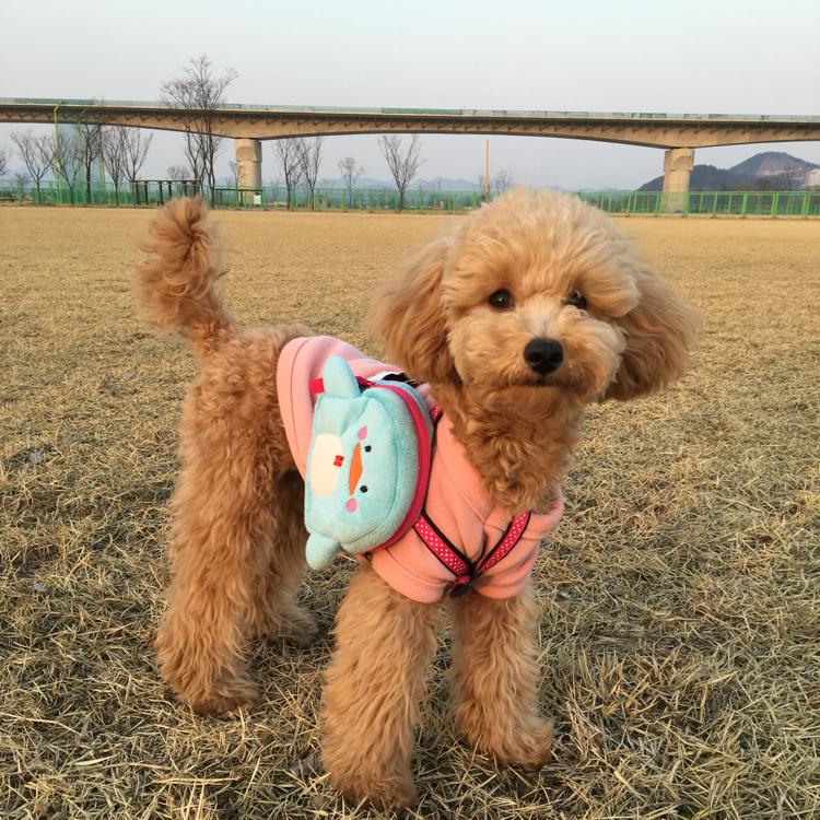 홍복복 프로필