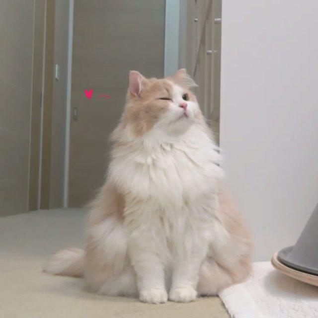 장레아 프로필