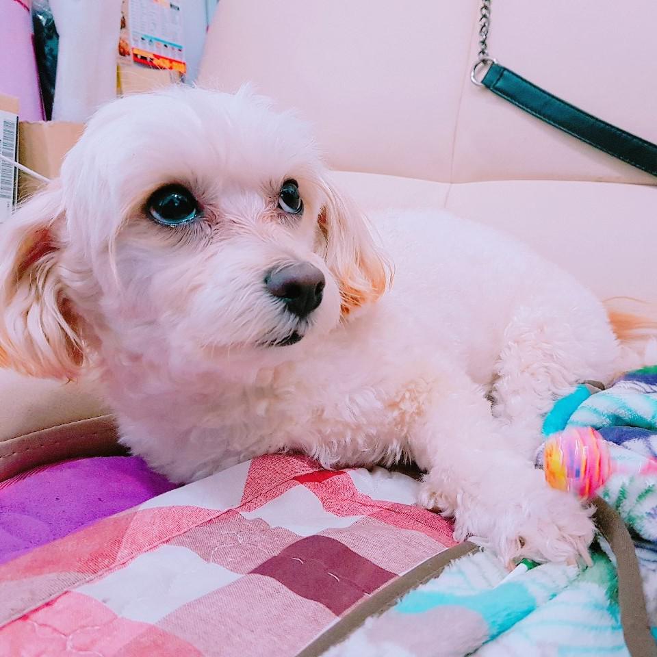 꼬으응 프로필