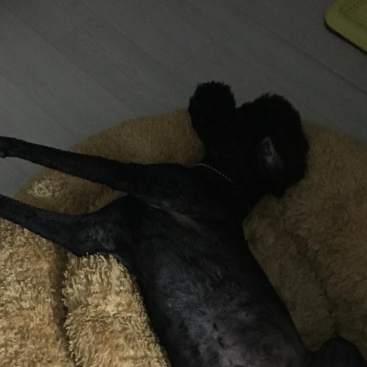 식콩 프로필