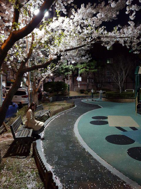 miraekd 프로필